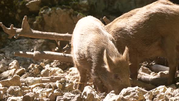 Close up of young newborn boars foraging for food on sandy soil during sunlight - 4k prores shot alt