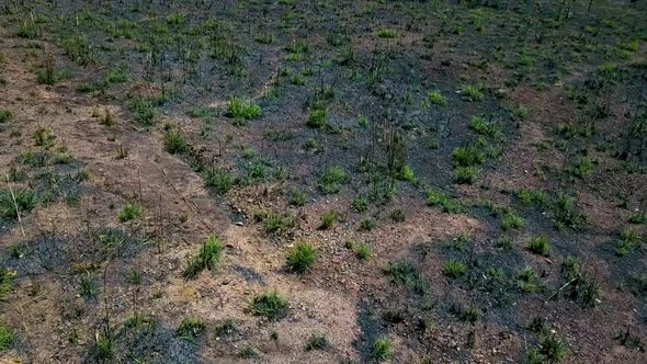 Quick drone shot gliding over a dead black field covered in weeds alt