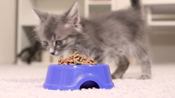 A Beautiful Gray Kitten Eats Dry Animal Food From a Blue Plate alt