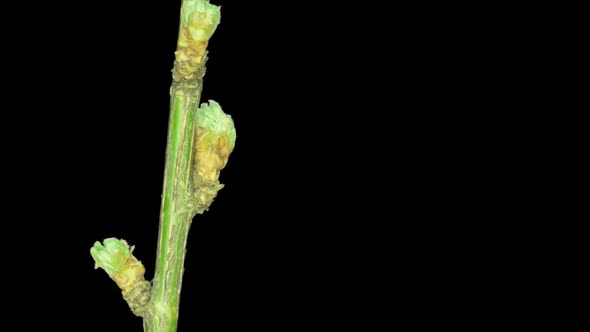 Time-Lapse Of Flowering Yellow Acacia With Alpha Channel