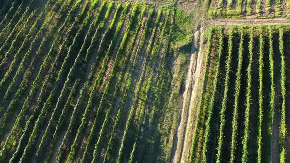 Aerial Shot Large Vineyard Fields Among Mountains