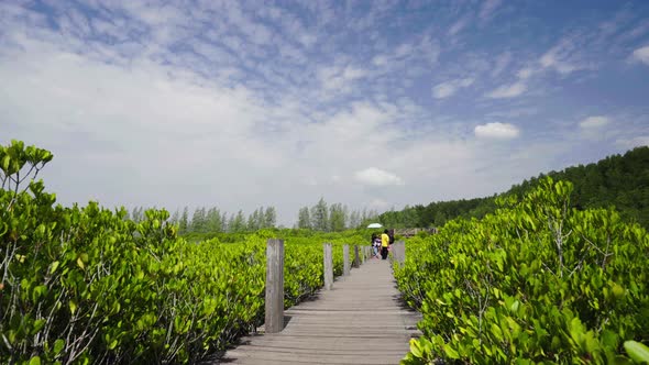 green mangrove forest at Tung Prong Thong or Golden Mangrove Field, Rayong, Thailand