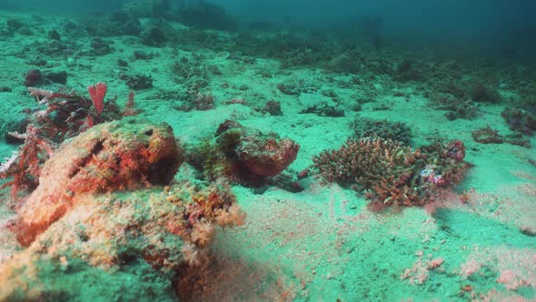 Scorpionfish on Coral Reef. Philippines, Mindoro alt