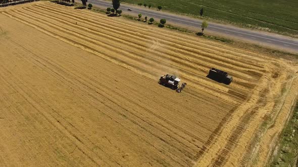 Harvesting in the Wheat Field alt