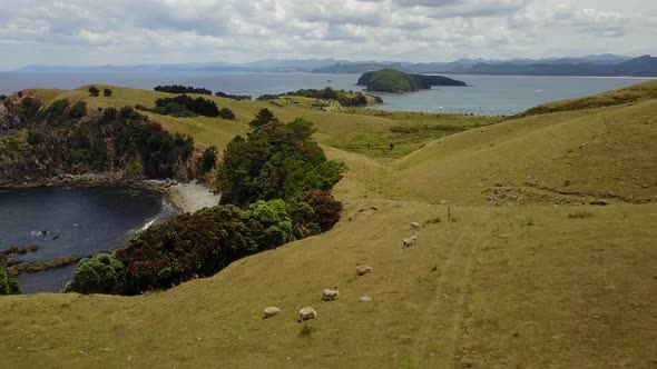 Girl Walking on New Zealand Sheep Farm alt