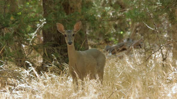 White-tailed Deer in a Forest alt
