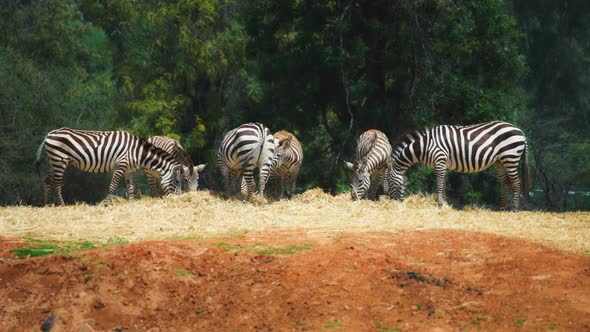 Herd of zebras grazing on a pasture