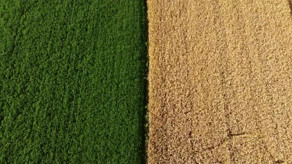 Aerial Drone View Border Between Yellow Wheat Field and Green Agricultural Field alt