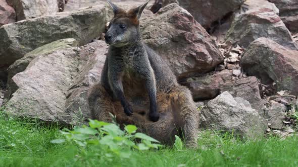 Kangaroo wallabia bicolor sitting on grass in nature alt