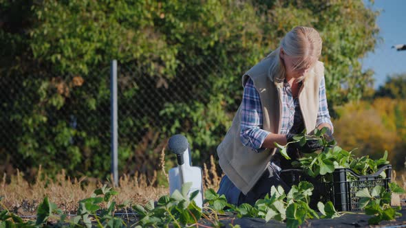 Young Gardener is Planting Strawberry Seedlings in the Garden alt