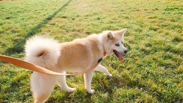 Akita-Inu, young dog portrait outdoors