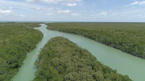 Aerial view of trees and plants in a river alt