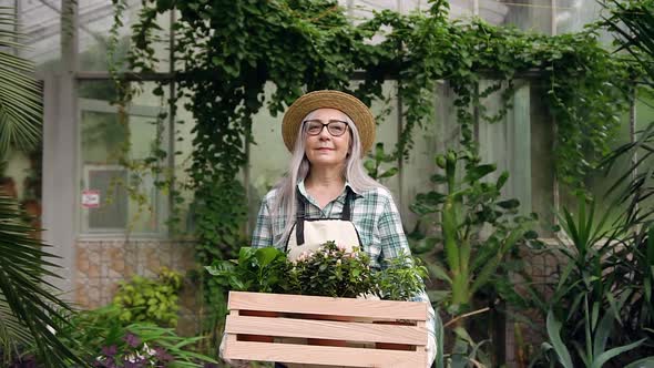 Grey-Haired Woman in Hat Passing Through Beautiful Greenhouse with Box with Flowers alt