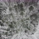Aerial view of the trees in snowy forest in Russia. - VideoHive Item for Sale