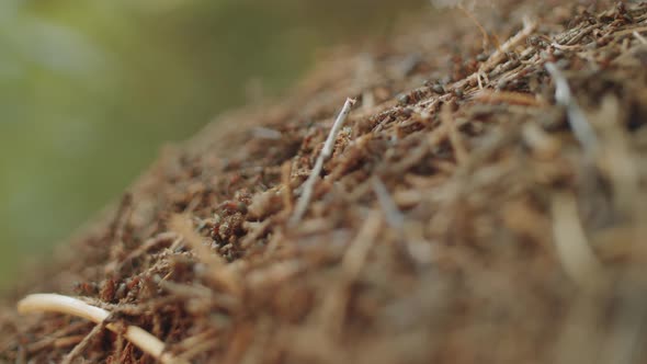 Close Up of Ant Hill alt