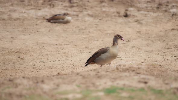 Brown goose walking on a sandy ground