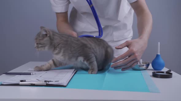 Young Male Doctor Veterinarian Trying to Examine Ausculting Cat with Stethoscope Naughty Funny alt