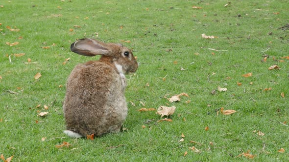 Rabbit in the field cleanning fur and relaxing 4K 2160p 30fps UltraHD footage - Hare enjoying nice w alt
