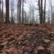 Walking uphill on dead leaves in muddy forest. - VideoHive Item for Sale