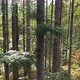 Forest Mountain Pine Trees in Sunny Day - VideoHive Item for Sale
