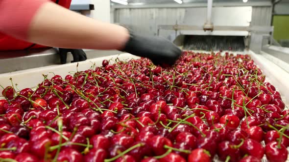 Person in Jumpsuit with Gloves Takes Rotten Wild Cherries
