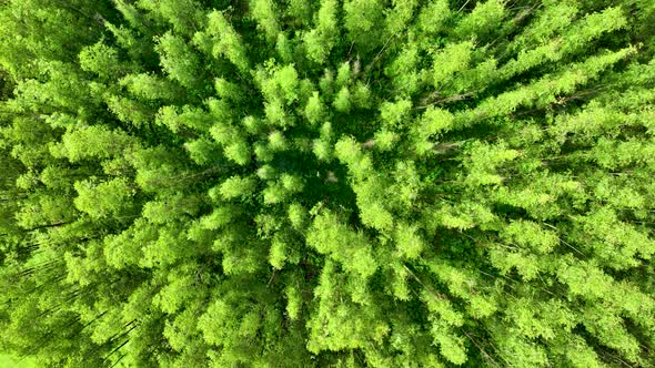 Top down view of eucalyptus forest rotating spinning. alt