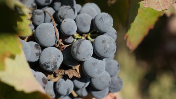 Vitis vinifera fruit cluster before harvest close-up 4K video
