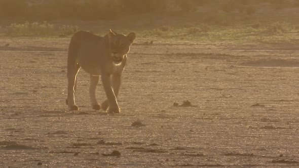 Side lit African Lion walks Kalahari Desert in golden evening light alt