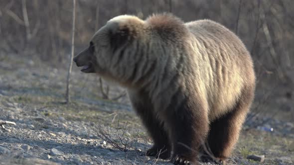 Wild Terrible Brown Bear Walking on Stones in Spring Forest in Search of Food