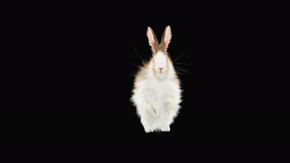 Rabbit Dancing 4K alt