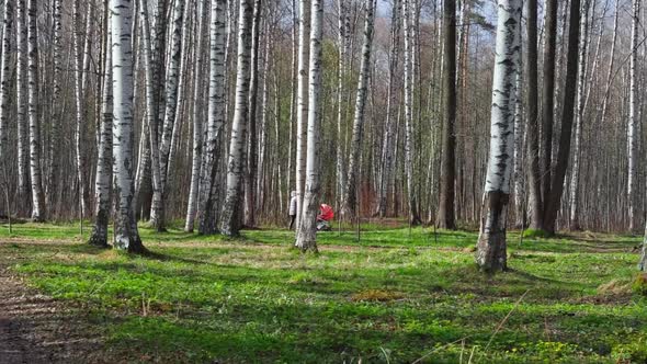 A Young Mother Walks with a Baby Stroller in Birch Grove on Green Grass in a Natural Park in Sunny alt