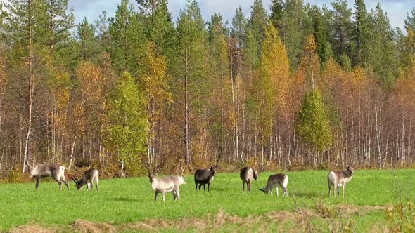 Herd of Deer Graze on the Field in Rut Season in Lapland, Northern Finland alt