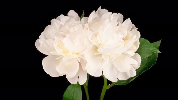 Time Lapse of Opening Two Beautiful White Peony Flowers alt
