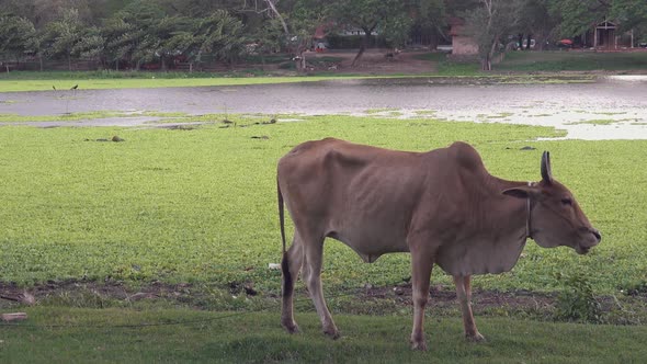Cow Grazing in the Wind Next to a Lake alt