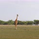 Adult Giraffe Walks On Green Plain In African Savanna - VideoHive Item for Sale