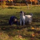 Happy Little Boy Is Having Fun Playing in the Autumn Park with a Big Dog - VideoHive Item for Sale