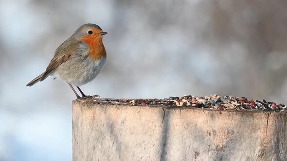 European Robin Erithacus rubecula, commonly known in Anglophone Europe simply Robin alt