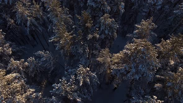 Beautiful Winter Nature of Siberia: Coniferous Winter Forest, Aerial