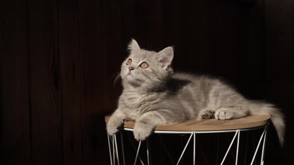 Scottish Straight Kitten Lies on a Black Isolated Background alt