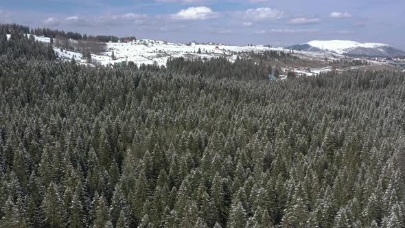 Bird's-eye view of the winter forest on the mountain