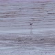White bird fishing in the water. Little egret searching fish on the beach, coast at low tide period - VideoHive Item for Sale