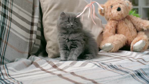 Playful Furry Kitten alt