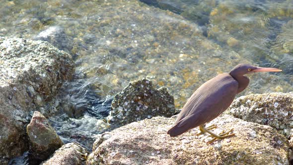 Bird Finding Food  At The Coast alt