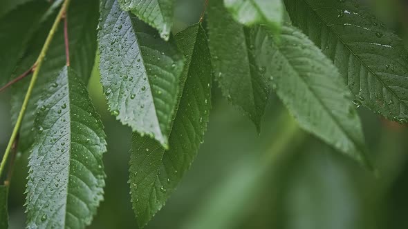 Closeup of Wild Cherry Leaves Under Summer Sunlight with a Shallow Depth Field