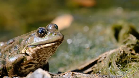 Frog Sits on the Shore By the River Extreme Close Up Portrait of Toad alt