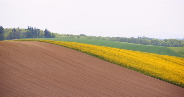 Wide Shot of Beautiful Agricultural Blooming Landscape alt