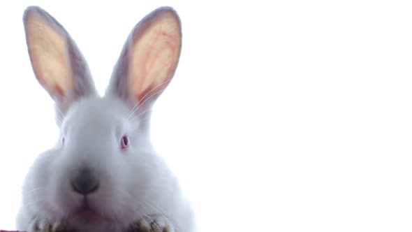 Pretty White Fluffy Bunny Isolated on White Background alt