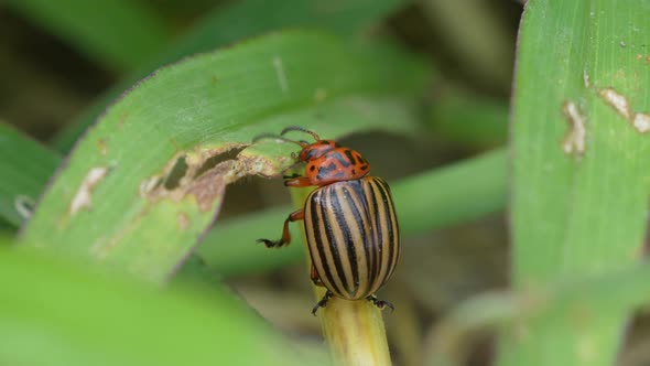Macro close up of Working Ten-Lined Potato Beetle in green Plants during Summer - 4K prores shot of alt