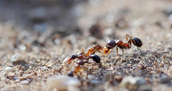 The teamwork of ants transferring gatherings