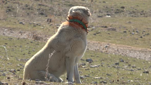 Shepherd Dog in Steppe Pasture in Village alt